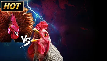 Game Slot SURYA303 Cockfighting
